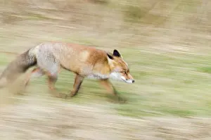 Waternet: Red Fox