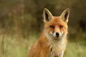 Duinen: Red Fox