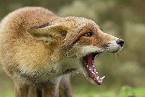 Anger: Red Fox