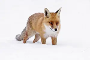 Plowing: Red Fox