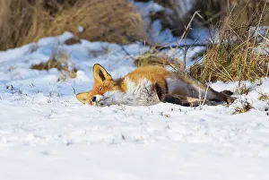 Waternet: Red Fox
