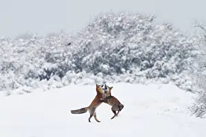 Waterleidingduinen: Red Fox