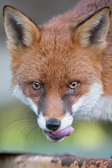 Essex: Red Fox
