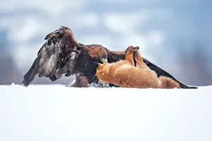 Zdarske: Red Fox