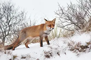 Waterleidingduinen: Red Fox