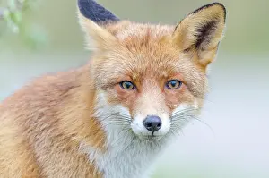 Waternet: Red Fox