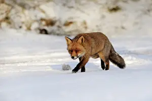 Waterleidingduinen: Red Fox