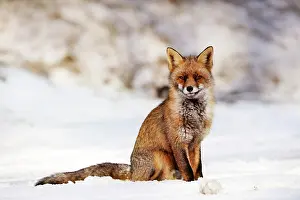 Waterleidingduinen: Red Fox