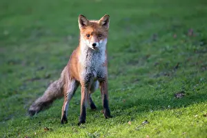 Ashdown: Red Fox
