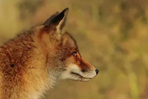 Automn: Red Fox