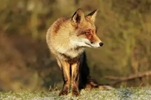 Waterleidingduinen: Red Fox