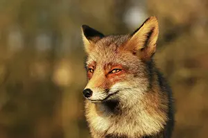 Waterleidingduinen: Red Fox