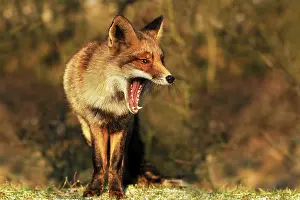 Waterleidingduinen: Red Fox