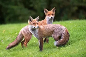 Vigilant: Red Fox