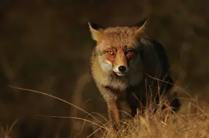 Frontview: Red Fox