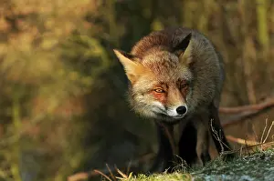 Waterleidingduinen: Red Fox