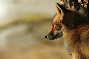 Waterleidingduinen: Red Fox