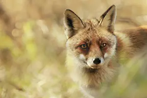 Duinen: Red Fox