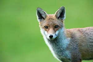 Vigilant: Red Fox