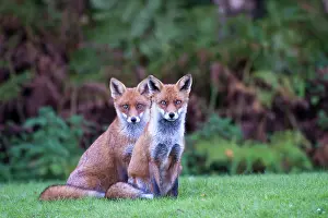 Vigilant: Red Fox