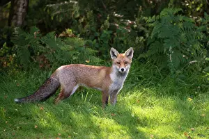Vigilant: Red Fox