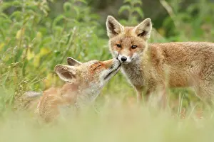 Tick: Red Fox