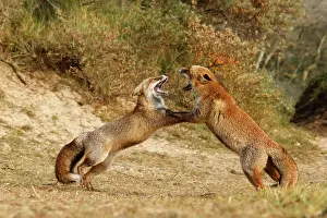 Dominance: Red Fox