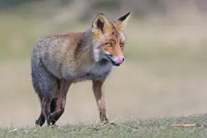 Waterleidingduinen: Red Fox