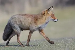 Waterleidingduinen: Red Fox