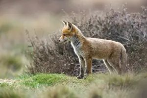 Soerendonk: Red Fox