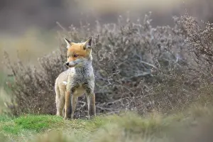 Soerendonk: Red Fox