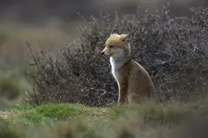 Soerendonk: Red Fox
