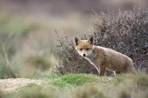 Soerendonk: Red Fox
