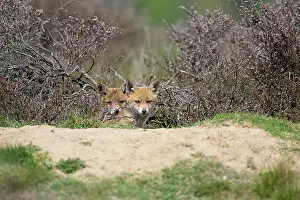 Soerendonk: Red Fox