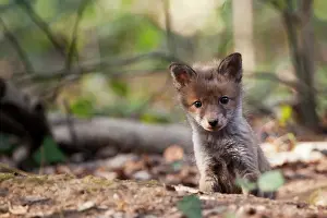 Muzzle: Red Fox