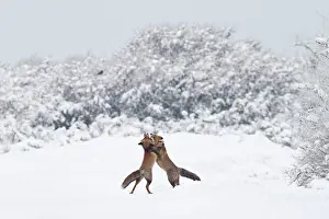 Duinen: Red Fox