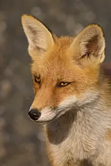 Ijmuiden: Red Fox