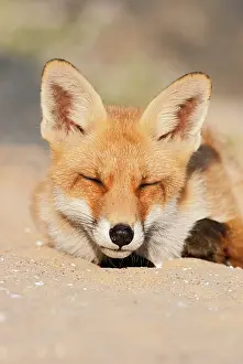 Ijmuiden: Red Fox
