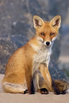 Ijmuiden: Red Fox