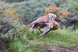 Rhamnoides: Red Fox