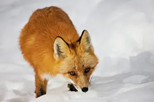 Yukon: Red Fox
