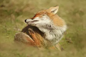 Scratching: Red Fox
