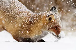 Plowing: Red Fox