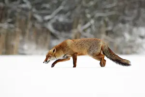 Nood: Red Fox