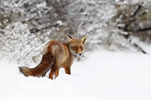 Nood: Red Fox