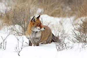 Gazing: Red Fox