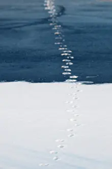 Nood: Red Fox
