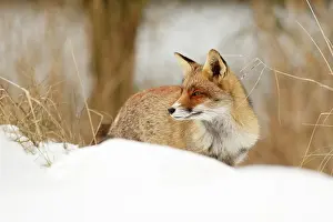 Nood: Red Fox