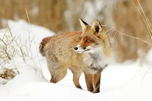 Nood: Red Fox
