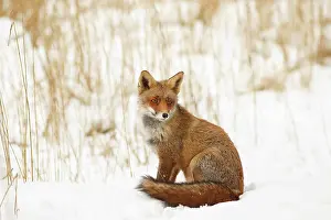 Nood: Red Fox